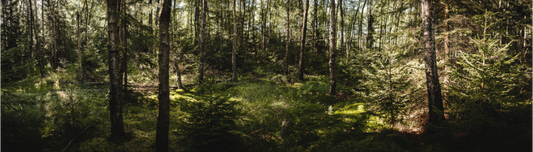 Forrest